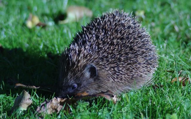 Hedgehog in the garden