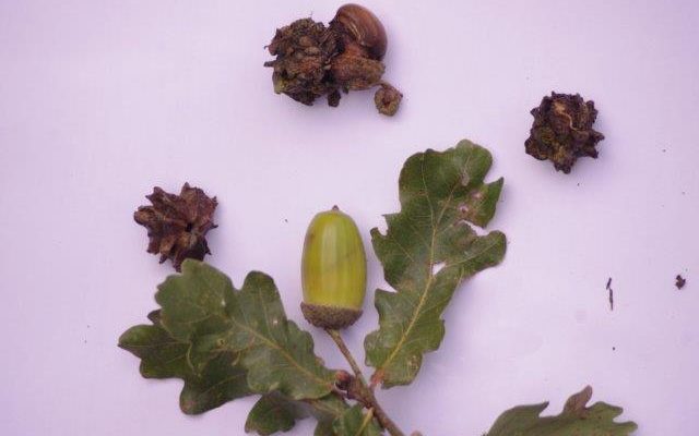 A healthy acorn and those distorted by knopper galls