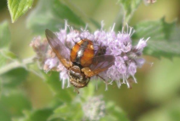 This insect had a large shiny red abdomen, with black hairs on it. It loved the mint fllowers