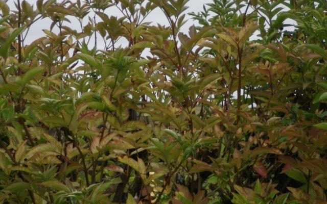 Leaves changing colour on Elder in a hedge at Appleton Wiske