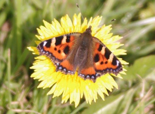 Tortoise shell butterfly on a dandelion