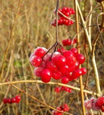 Nature's Christmas decorations: frosted berries in the forest