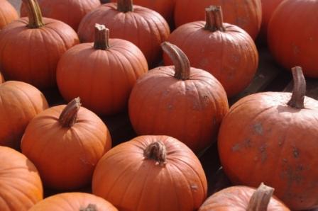 Pumpkins have become a popular symbol for Halloween.